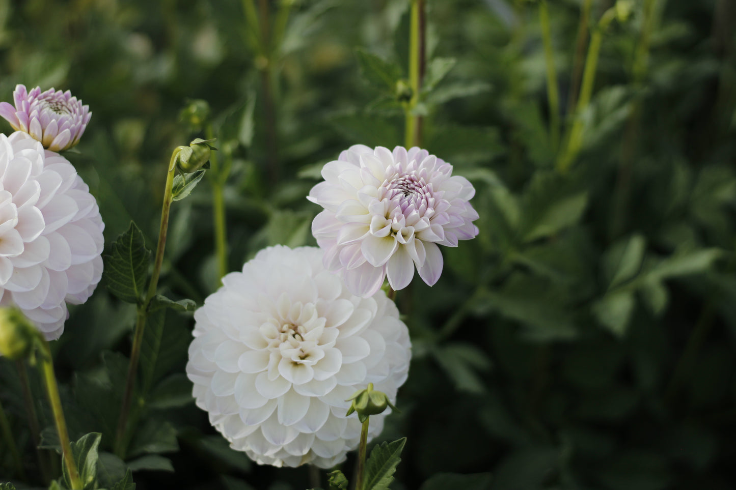 Marionberry Milkshake