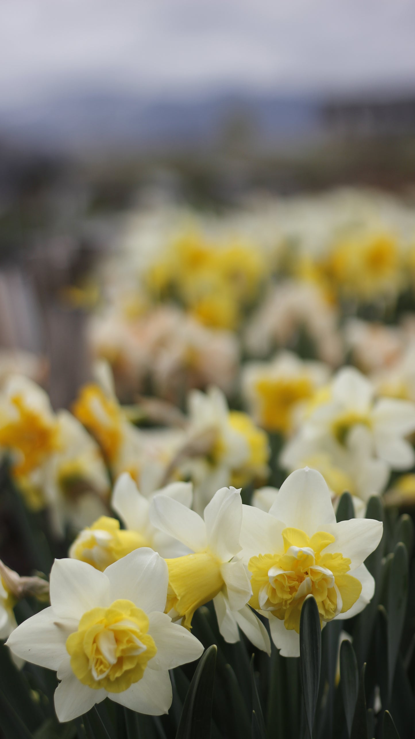 Narcissus Popeye Pack of 20