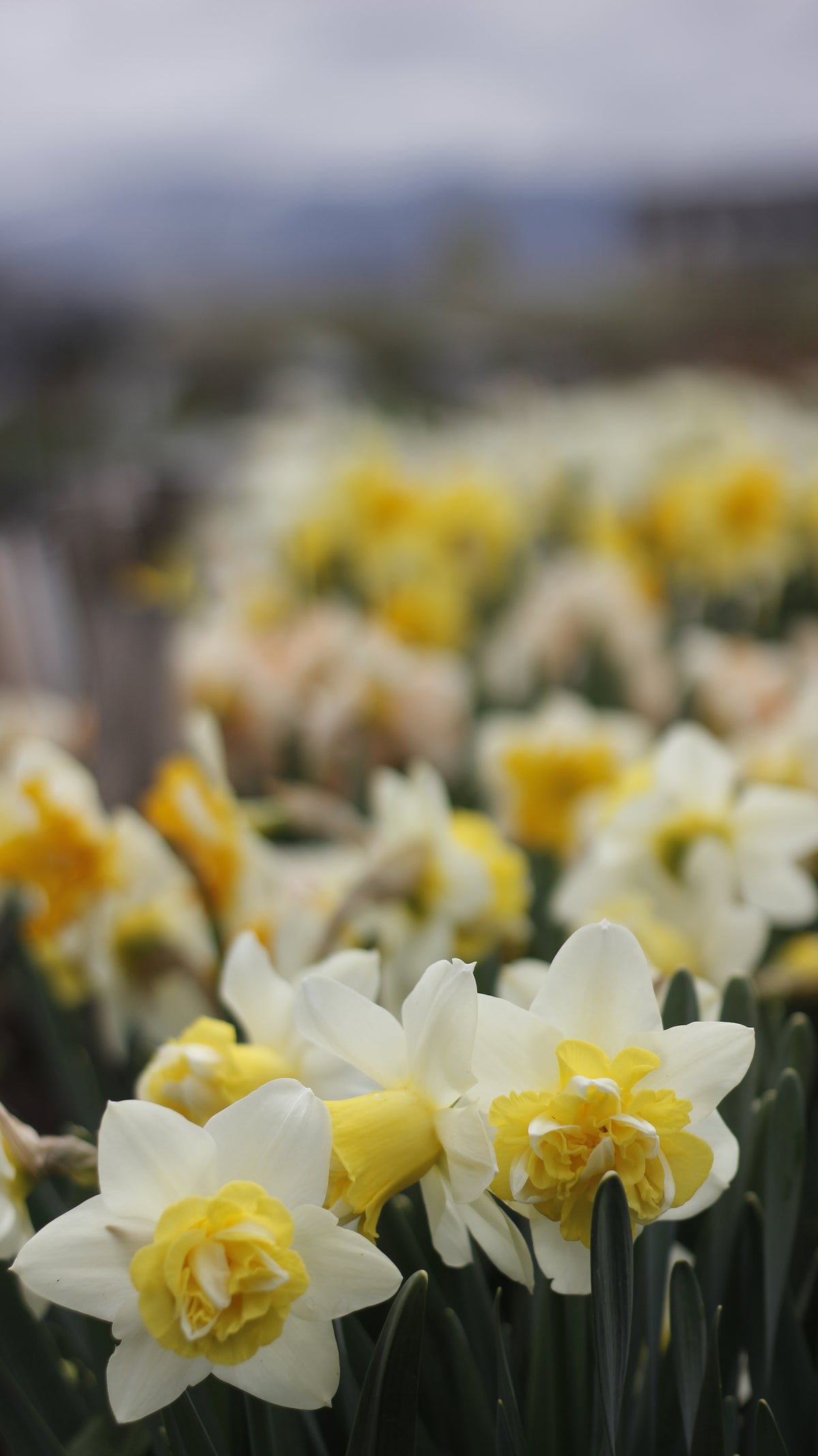 Narcissus Wave - Pack of 20