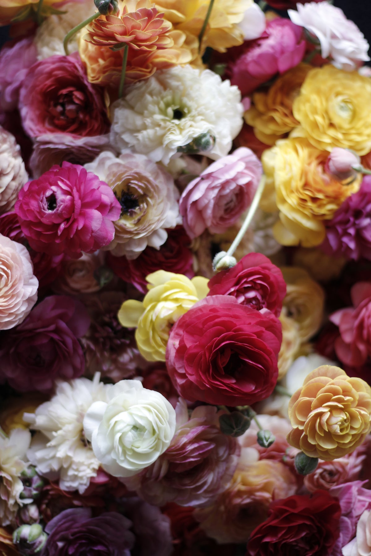 Ranunculus Super Green Mix - Pack of 20
