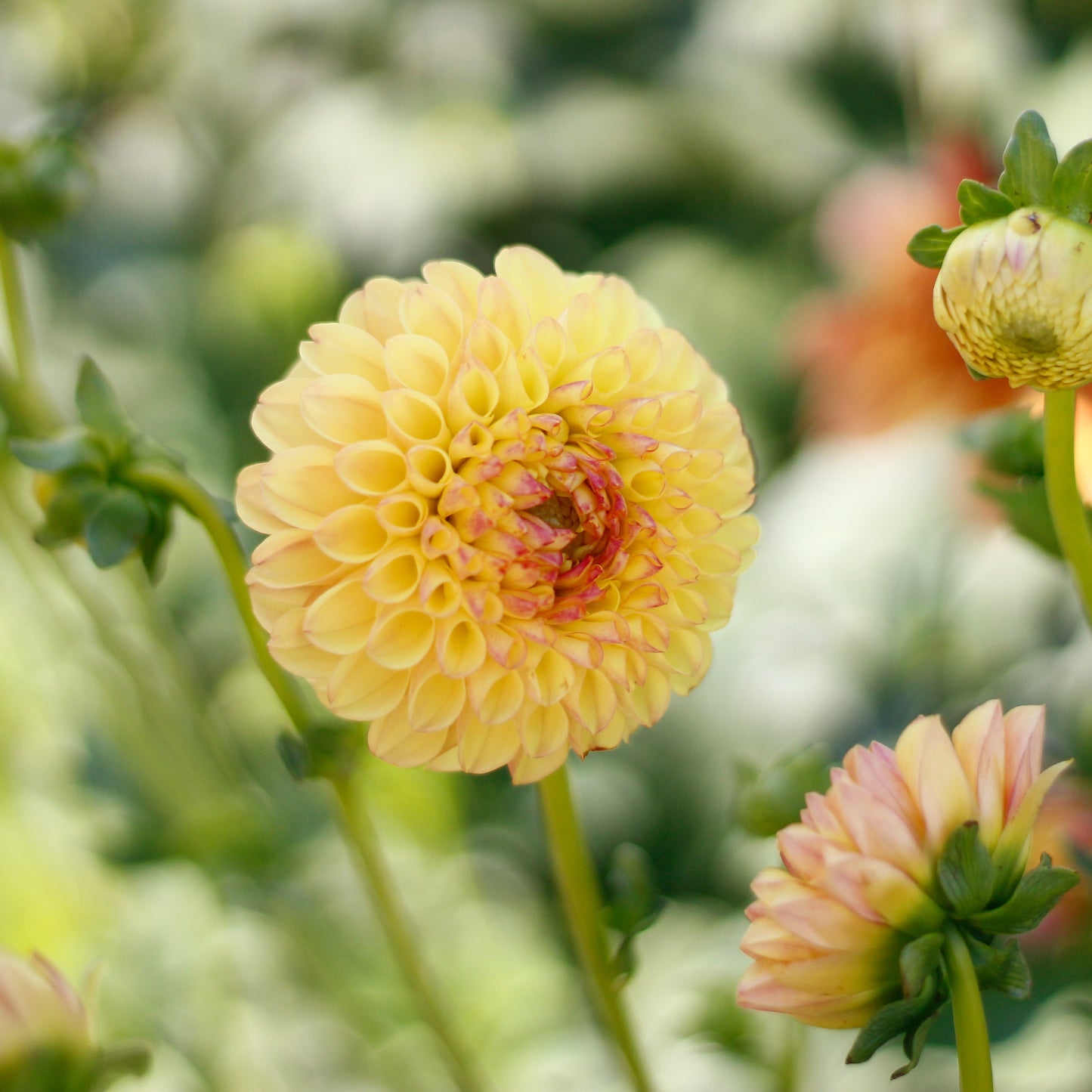 suncrest, dahlias, dahlia tubers