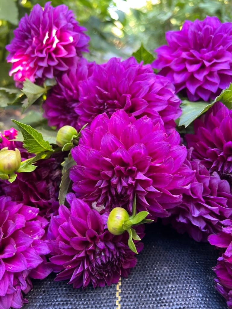 mr jimmy, dahlias, dahlia tubers