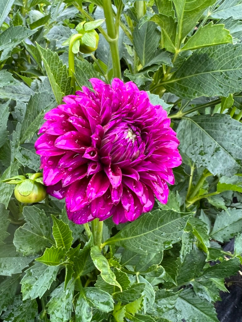 mr jimmy, dahlias, dahlia tubers