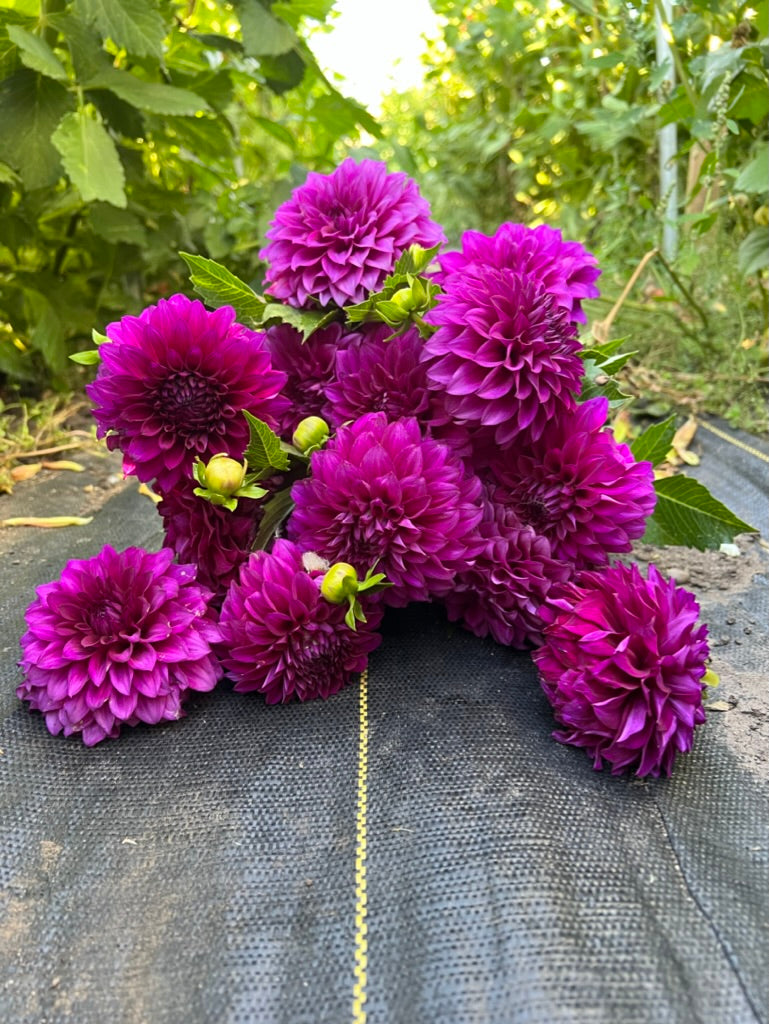 mr jimmy, dahlias, dahlia tubers