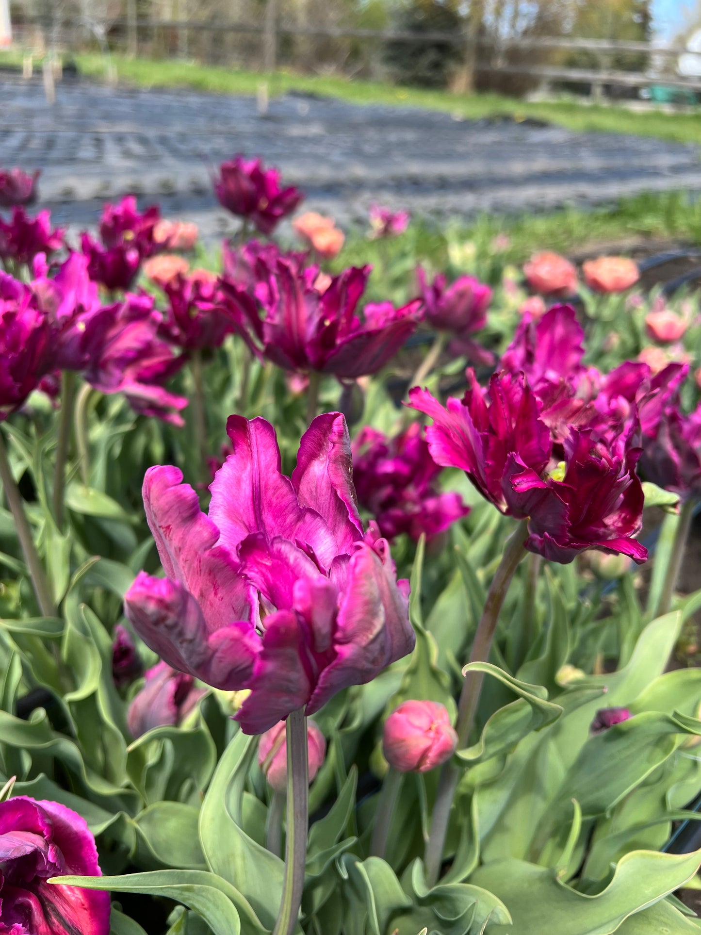 Tulip Negrita Parrot - Pack of 20