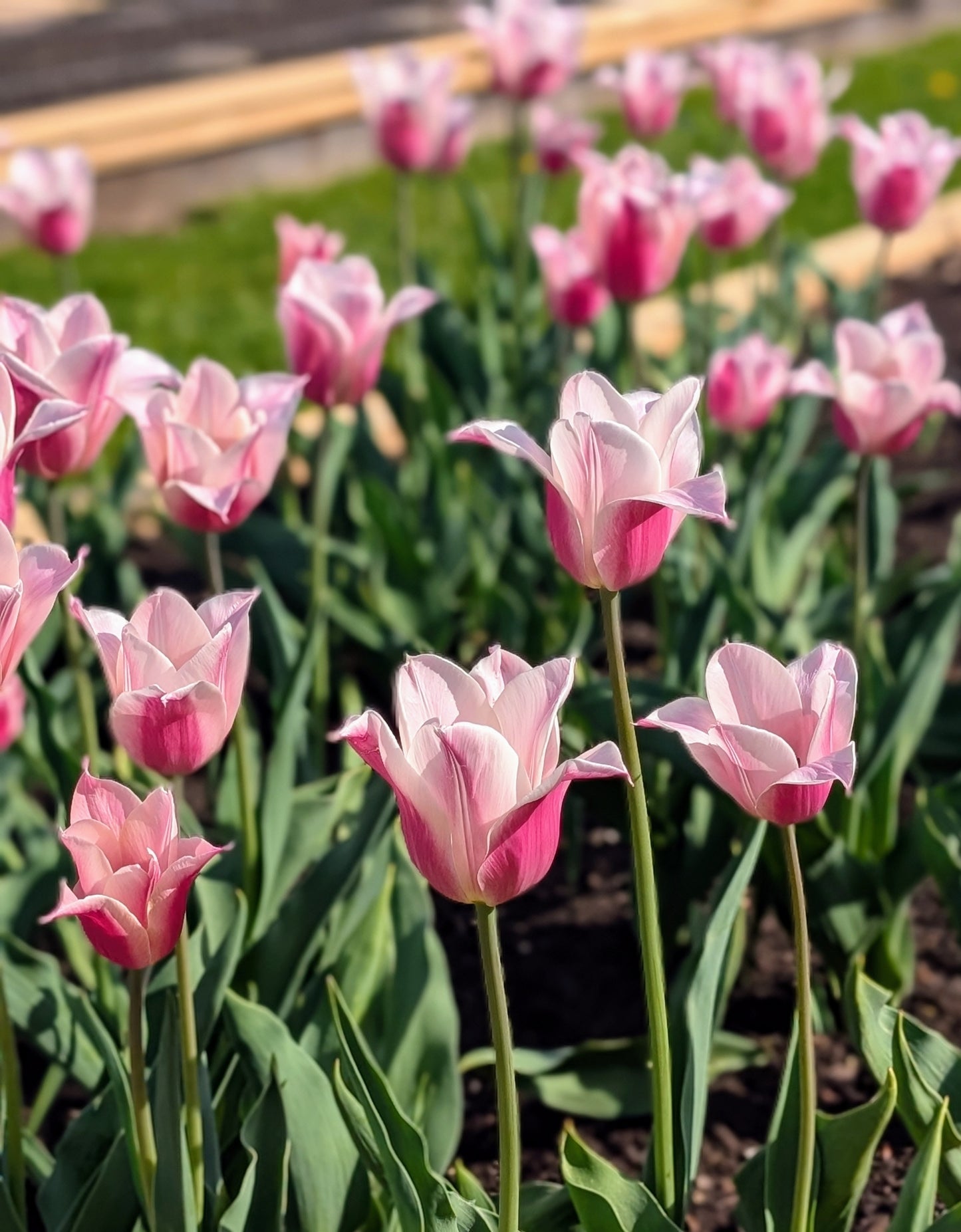 Tulip Sanne Pack of 20