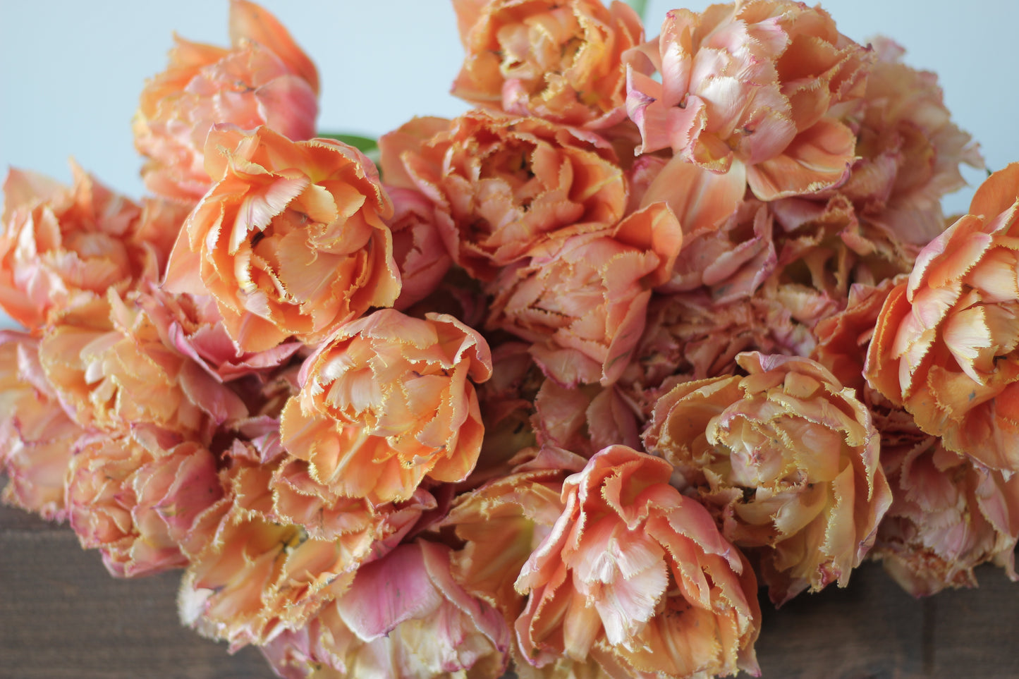 Tulip Royal Centennial - Pack of 20