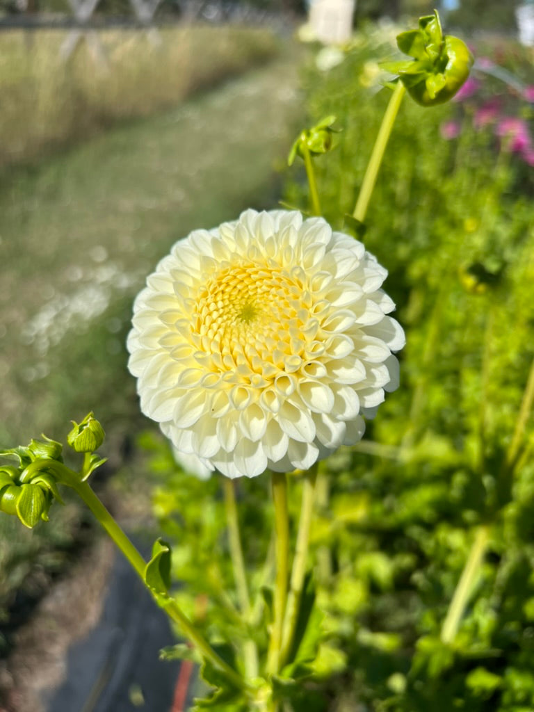 ryecroft jan, dahlias, dahlia tubers