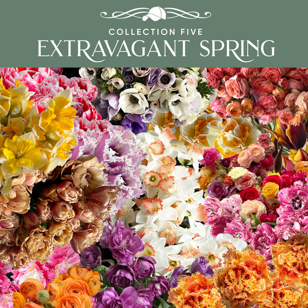 *Collection 5: Extravagant Spring