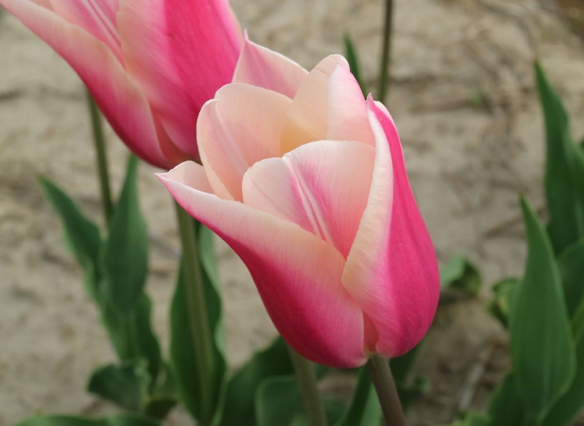 Tulip Sanne Pack of 20