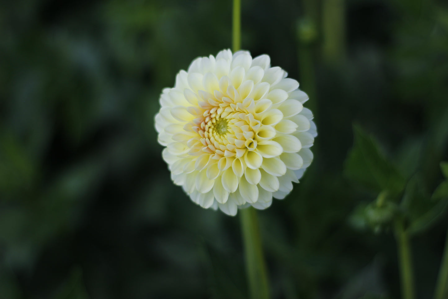 skipley moonglow, dahlias, dahlia tubers