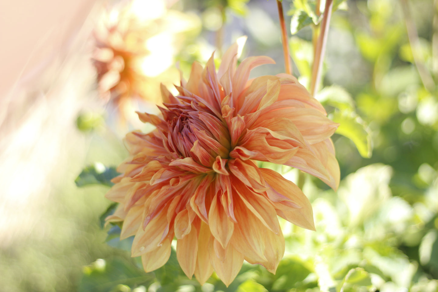 steve meggos, dahlias, dahlia tubers