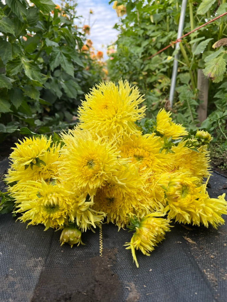 sunstruck, dahlias, dahlia tubers