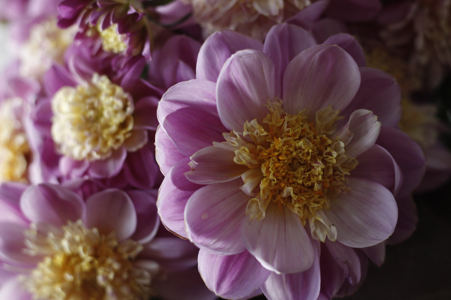 take off, dahlias, dahlia tubers