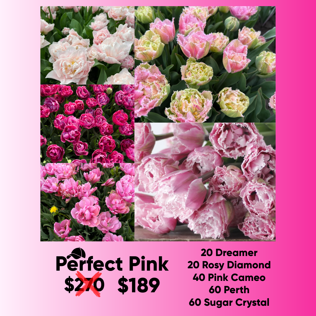 Bundle - Perfect Pink - Pack of 200 bulbs