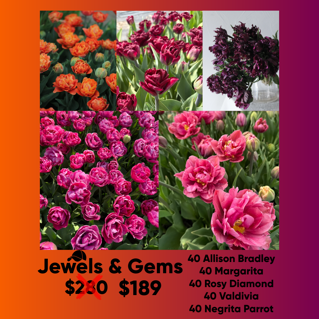 Bundle - Jewels & Gems - Pack of 200 bulbs