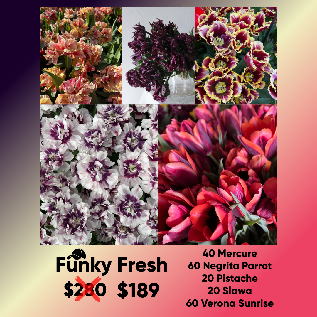Bundle - Funky Fresh - Pack of 200 bulbs
