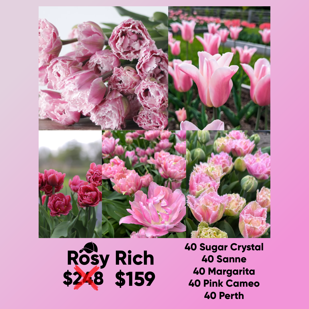Bundle - Rosy Rich - Pack of 200 bulbs