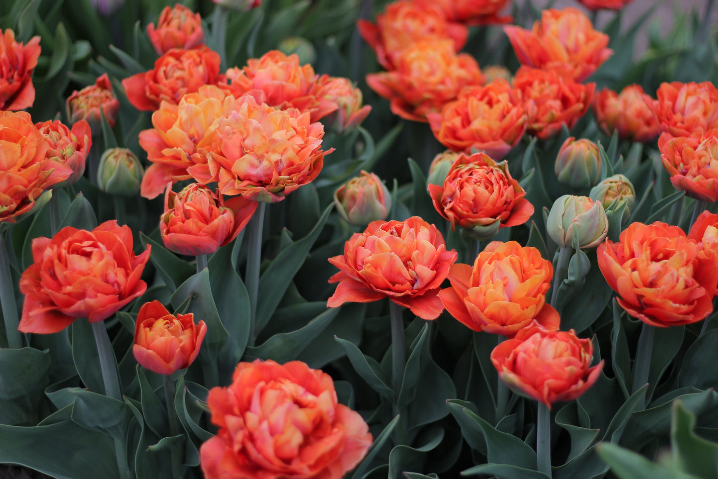 Tulip Valdivia - Pack of 20