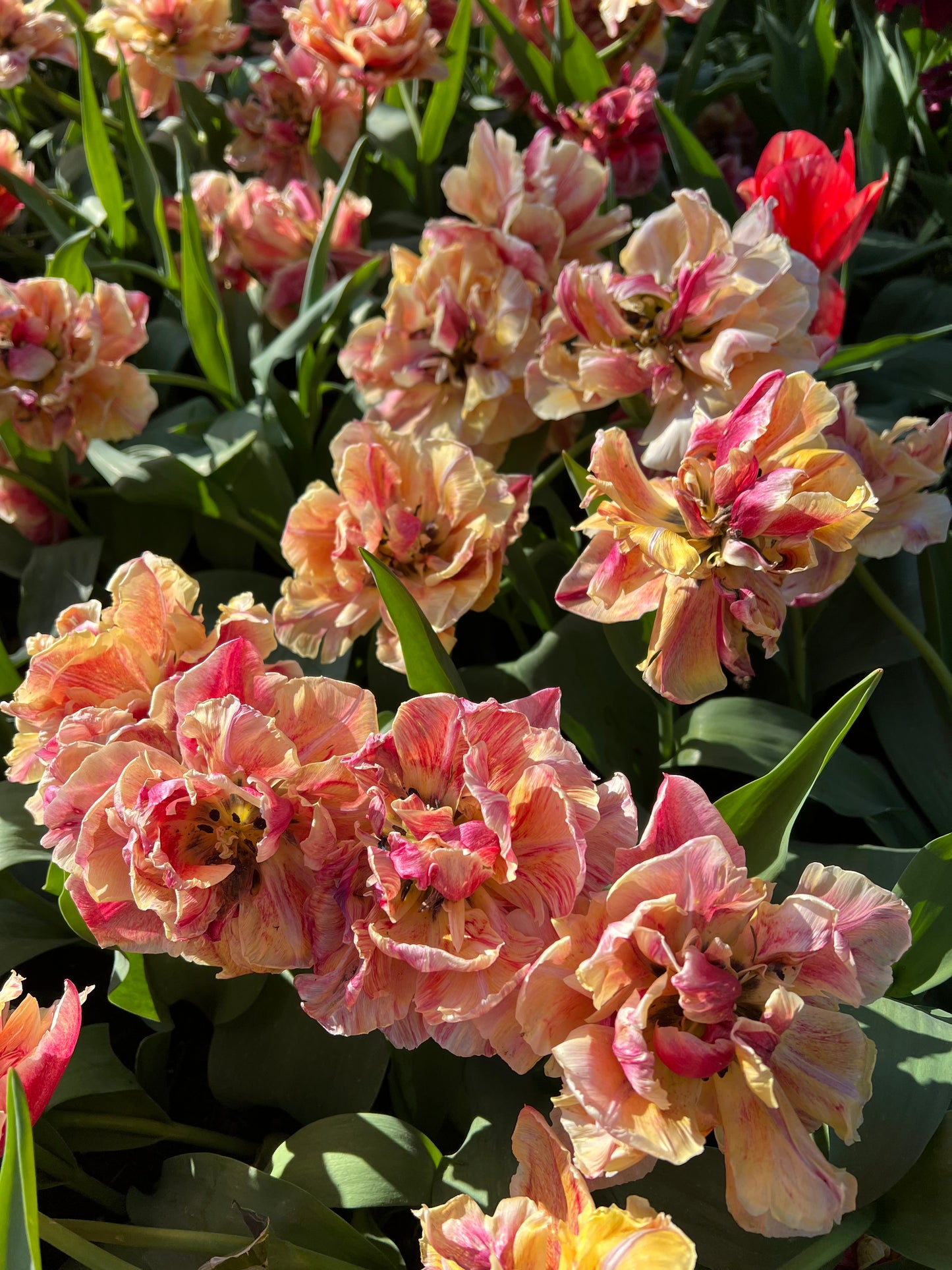 Tulip Verona Sunrise - Pack of 20