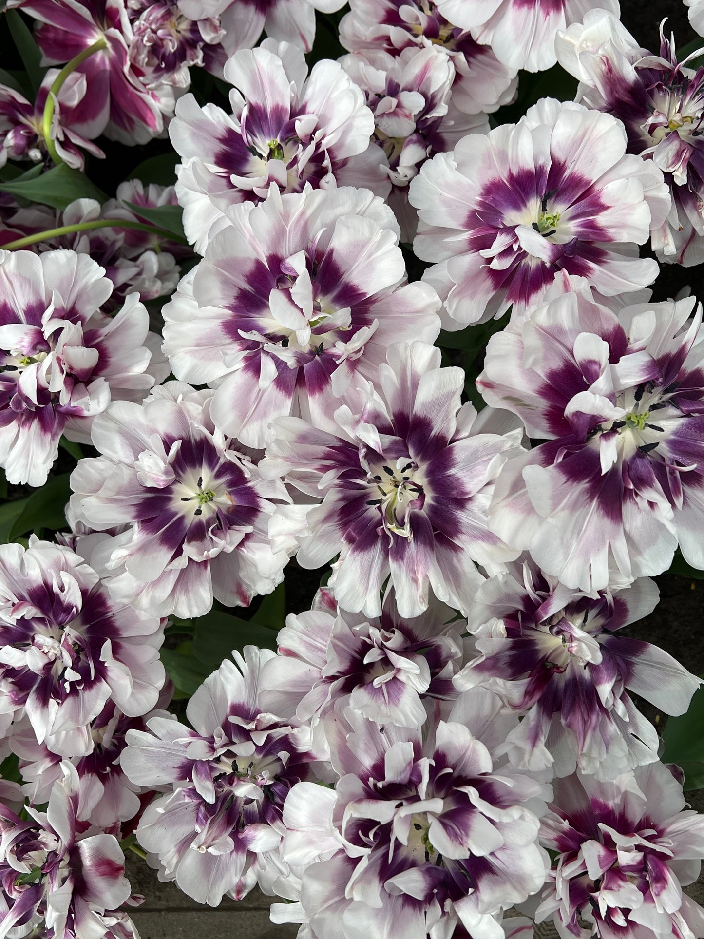 Tulip Pistache - Pack of 20