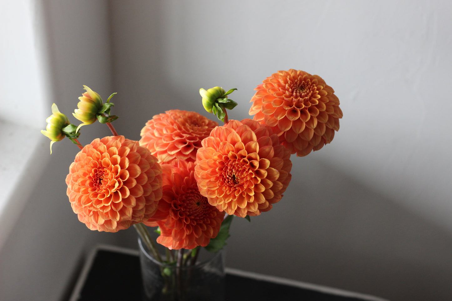 bantling, dahlias, dahlia tuber