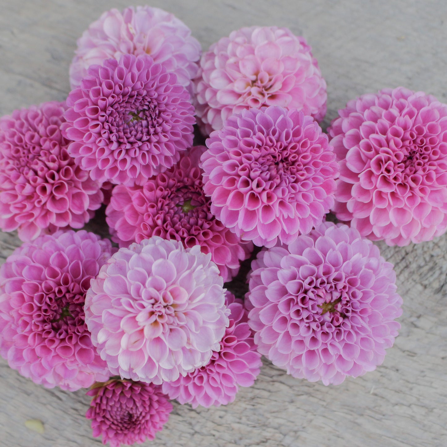 betty anne, dahlia tubers, dahlias