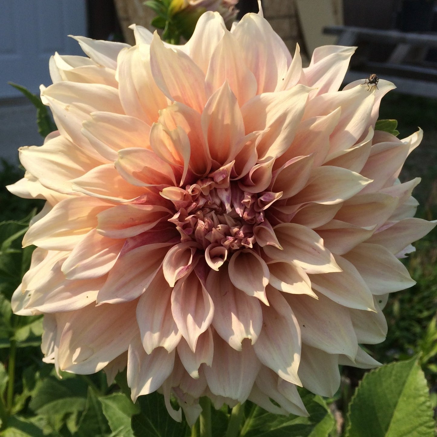 cafe au lait, dahlias, dahlia tubers