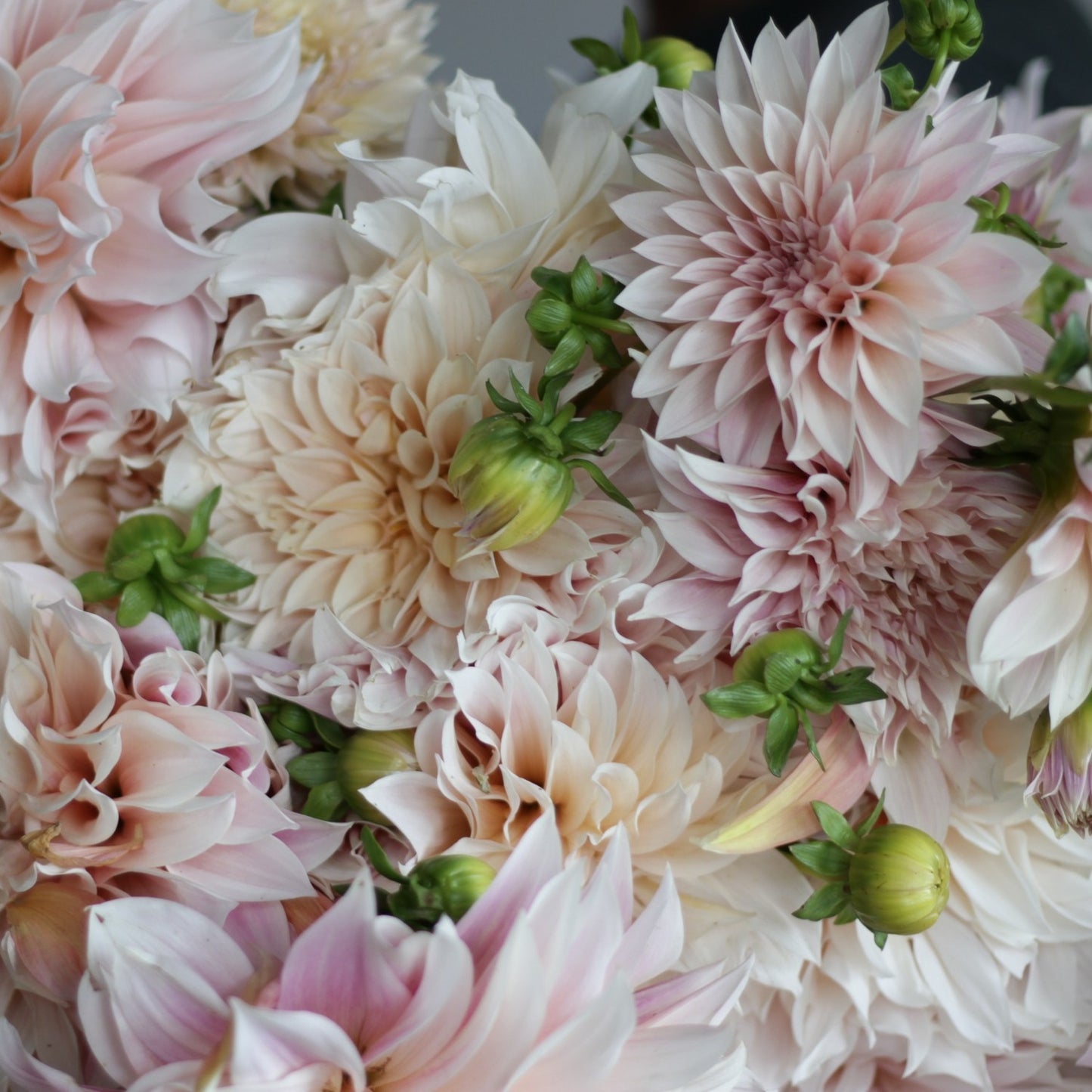 Dahlia Cafe Au Lait