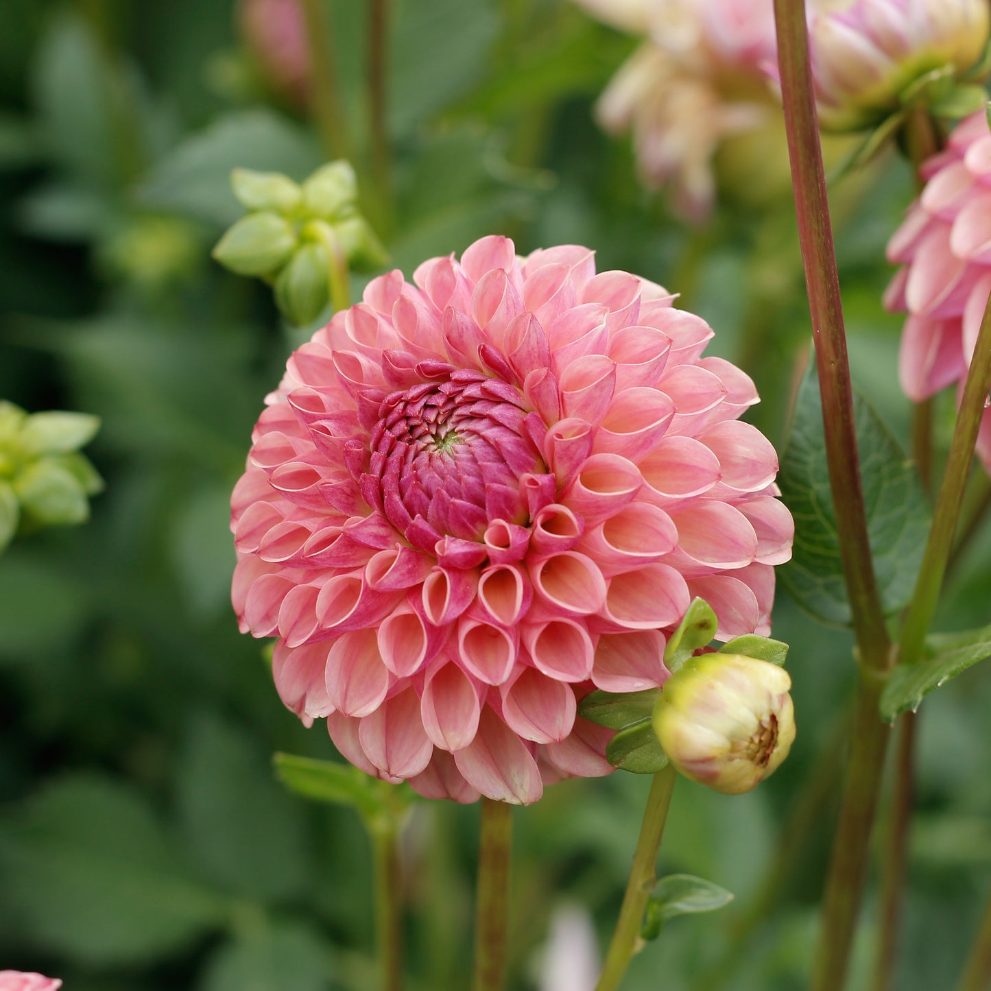 caitlins joy, dahlias, dahlia tubers