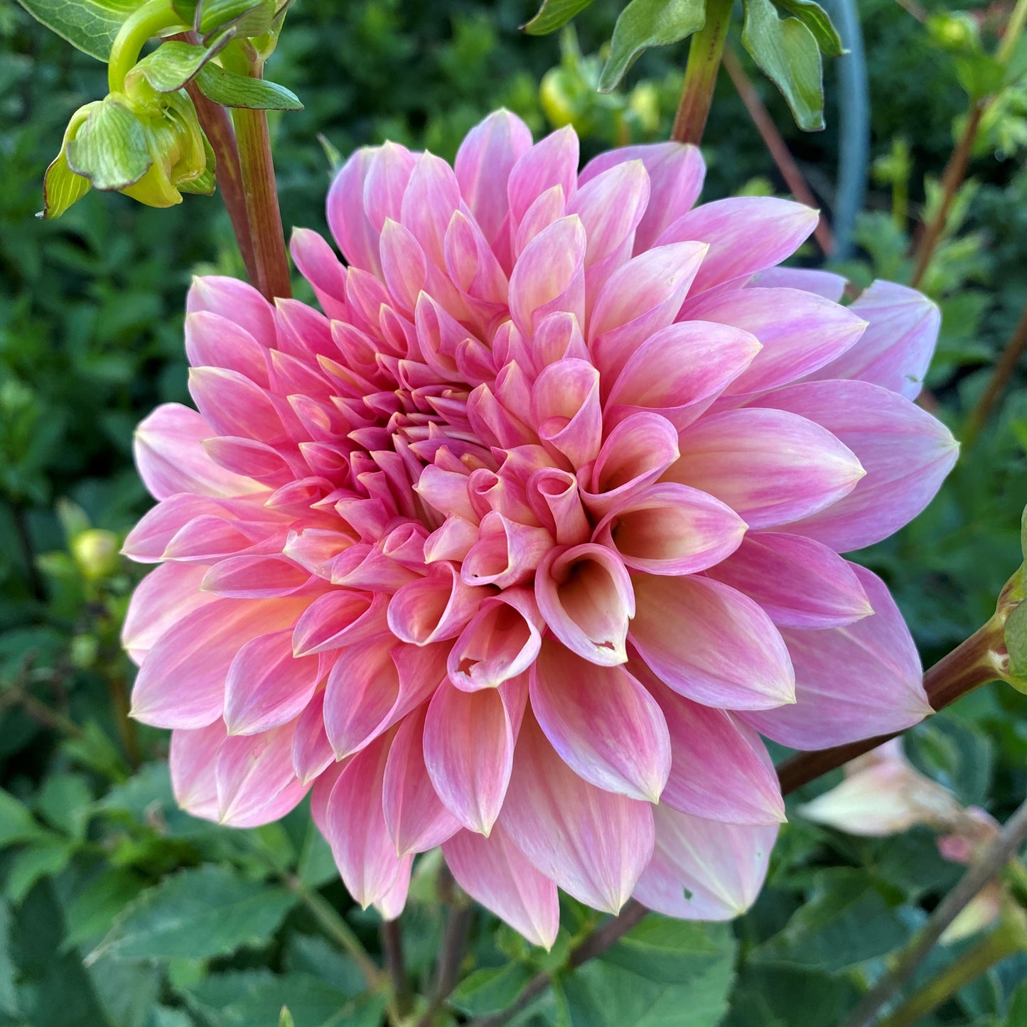 cameo peach, dahlias, dahlia tubers