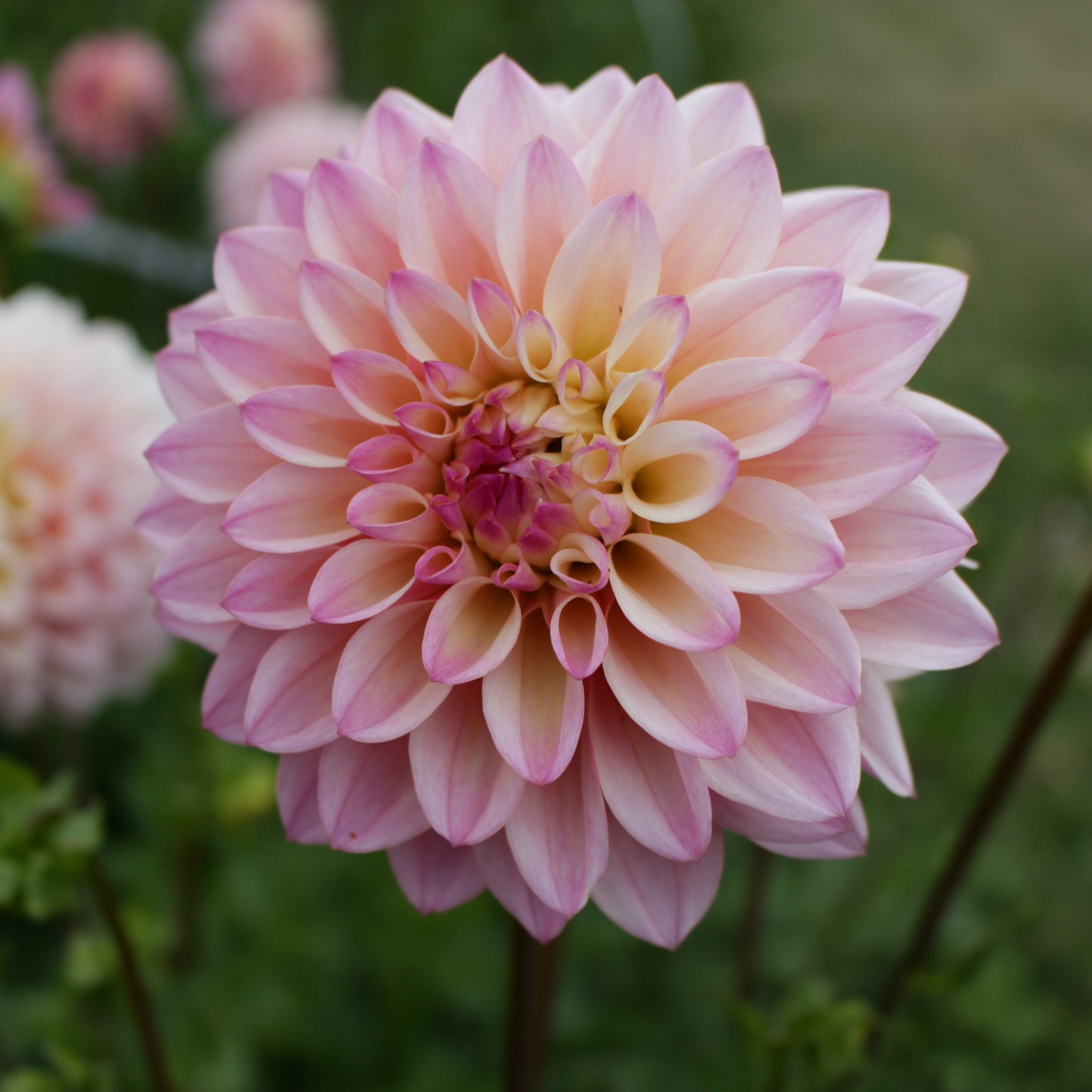 coralie, dahlia tubers, dahlias