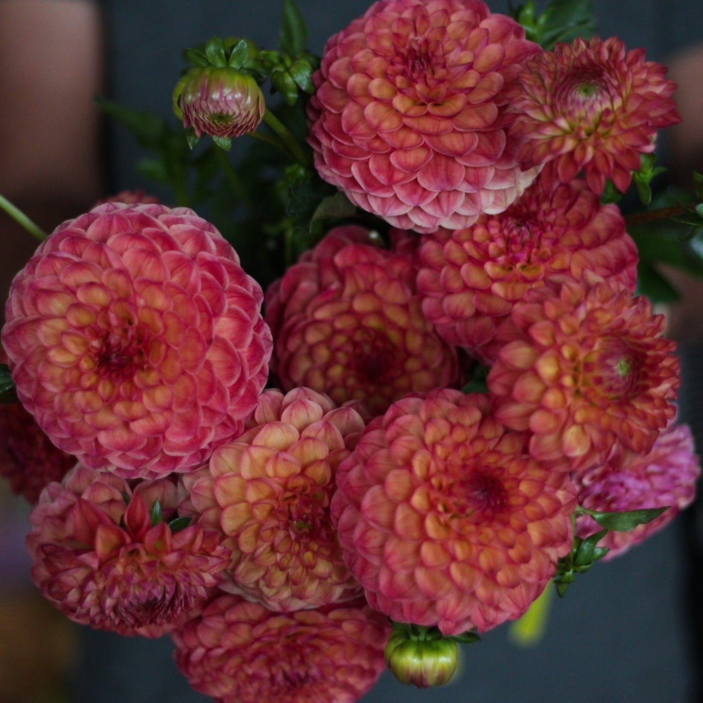 cecil, dahlias, dahlia tubers