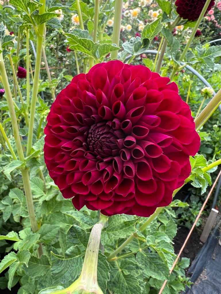 clacks little j, dahlias, dahlia tubers