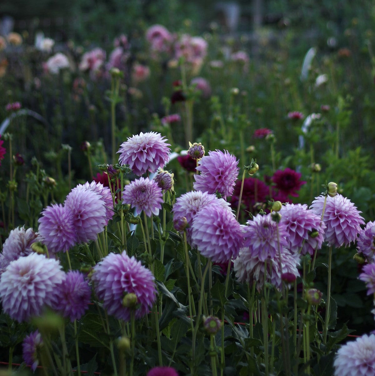 Clearview Debby, dahlias, dahlia tubers