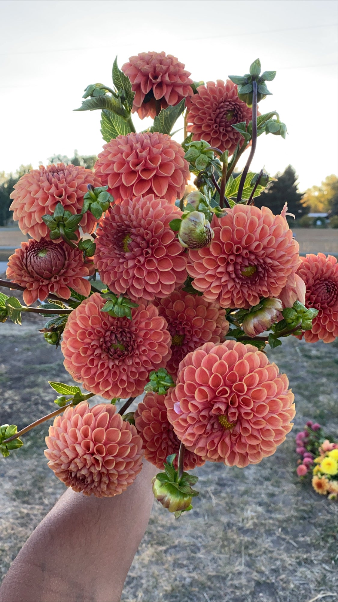 cornel bronze, dahlias, dahlia tubers