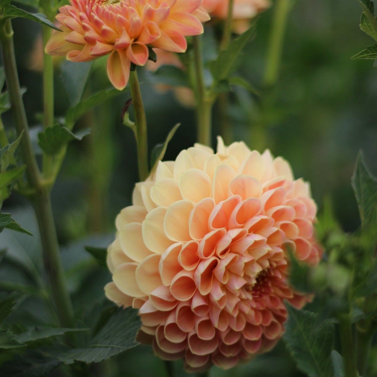 crichton honey, dahlias, dahlia tubers