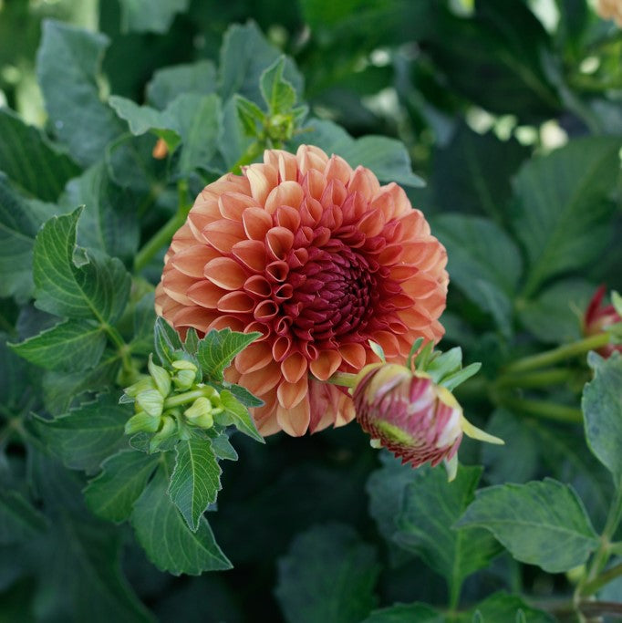 rusty d, dahlia, dahlia tubers