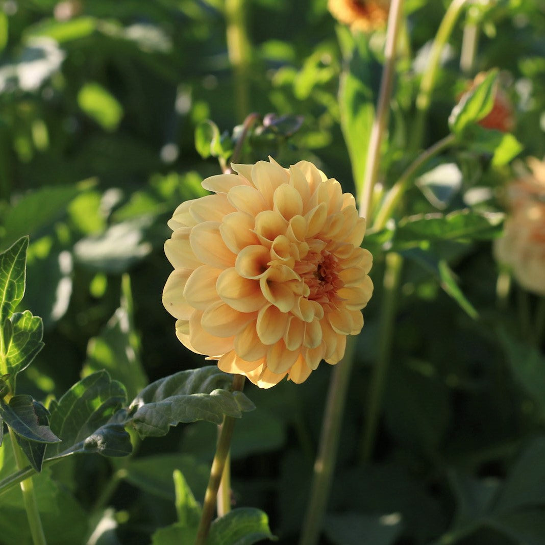 golden scepter, dahlias, dahlia tubers