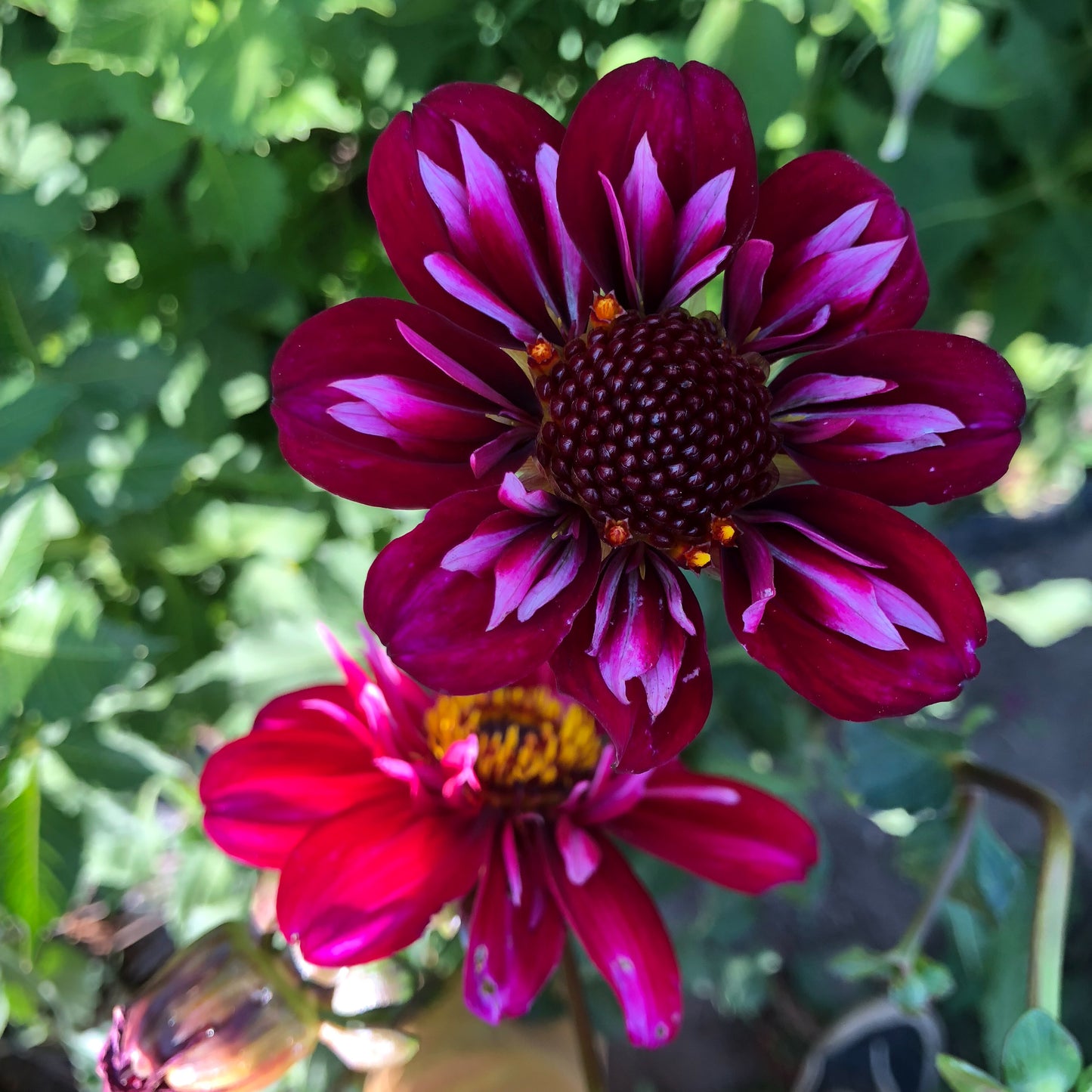 hootenanny, dahlia, dahlia tubers