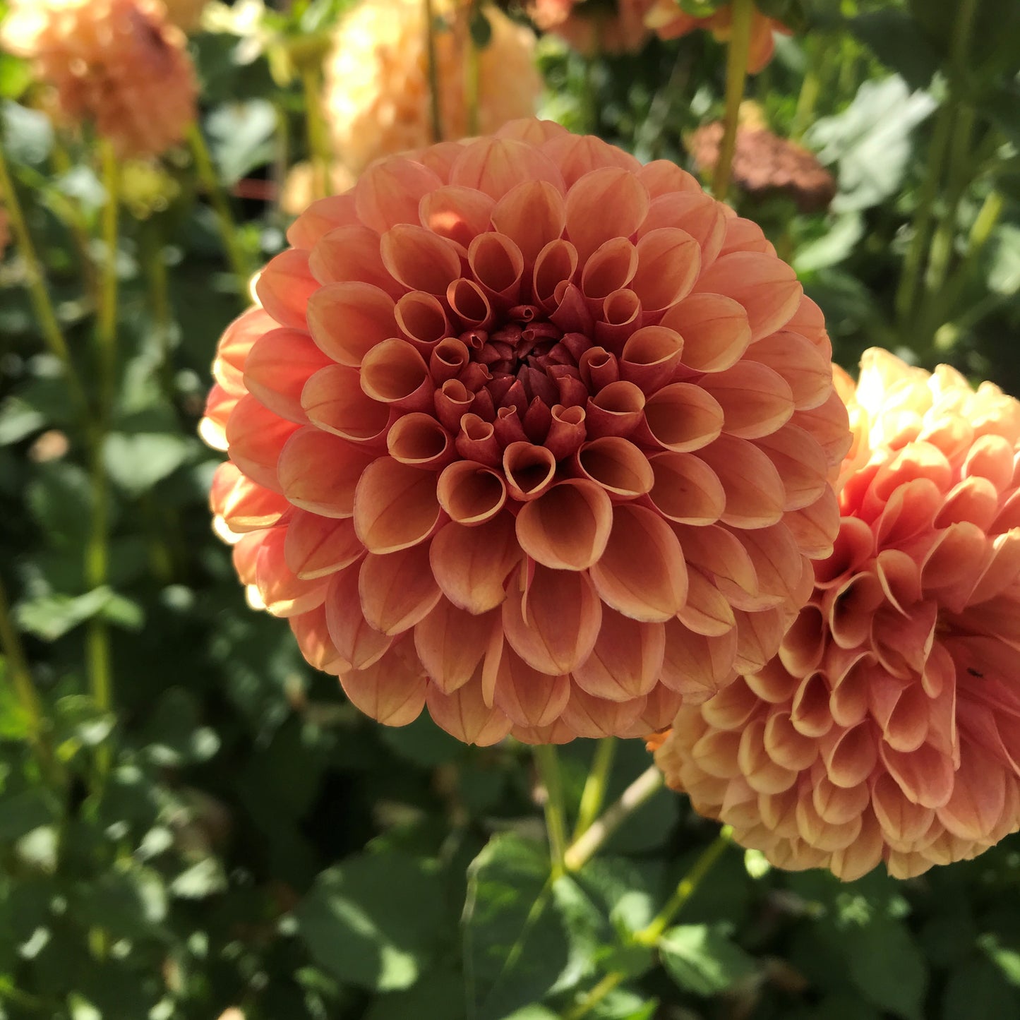 hysuntan, dahlia, dahlia tubers