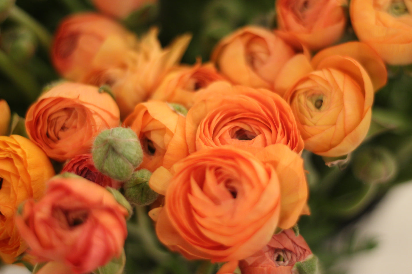 Ranunculus Orange Pack of 20