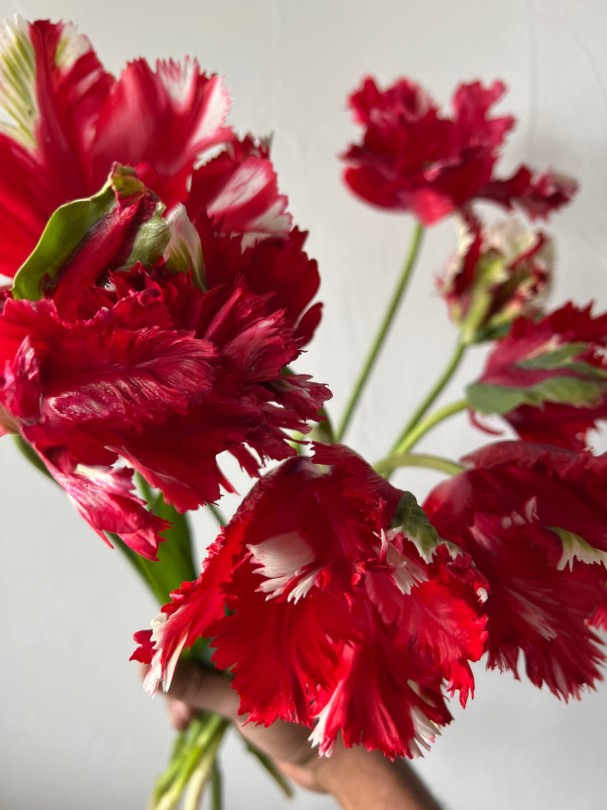 Tulip Estella Rijnveld Pack of 20