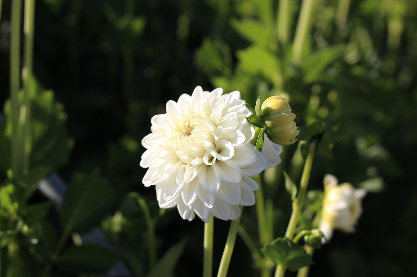 blizzard, dahlias, dahlia tubers