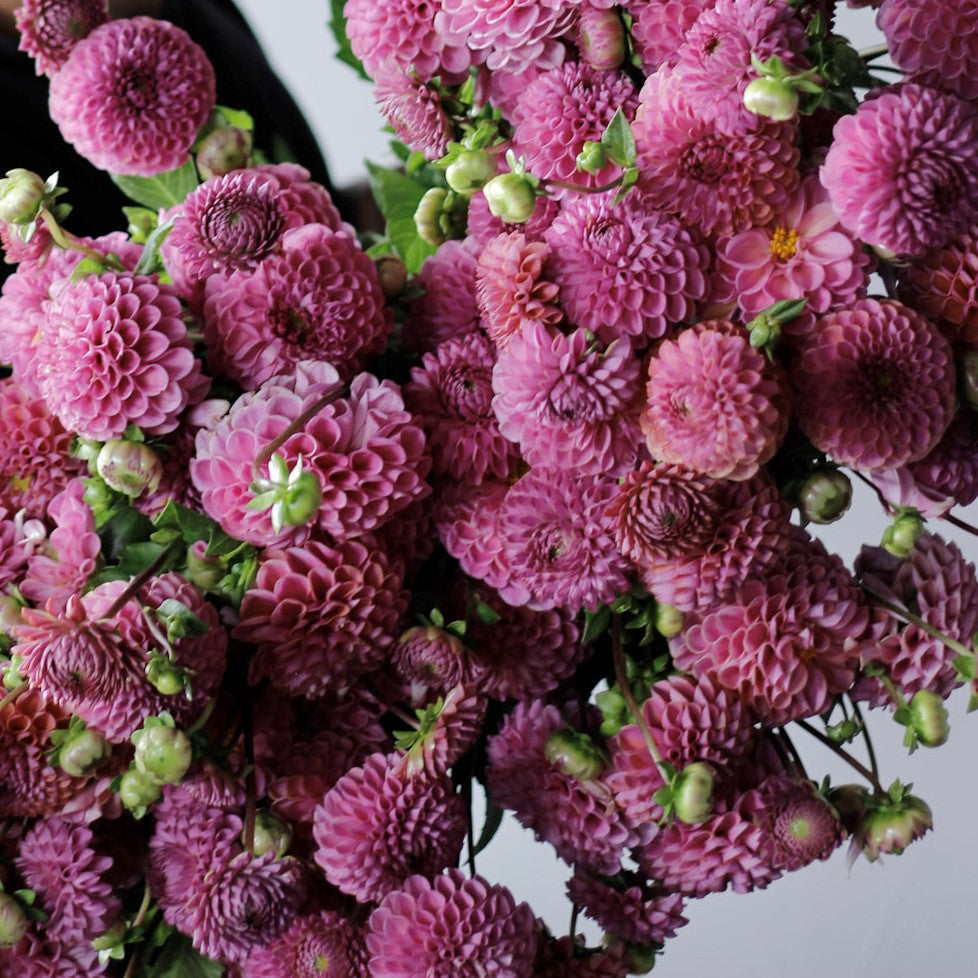 isabel, dahlia, dahlia tubers