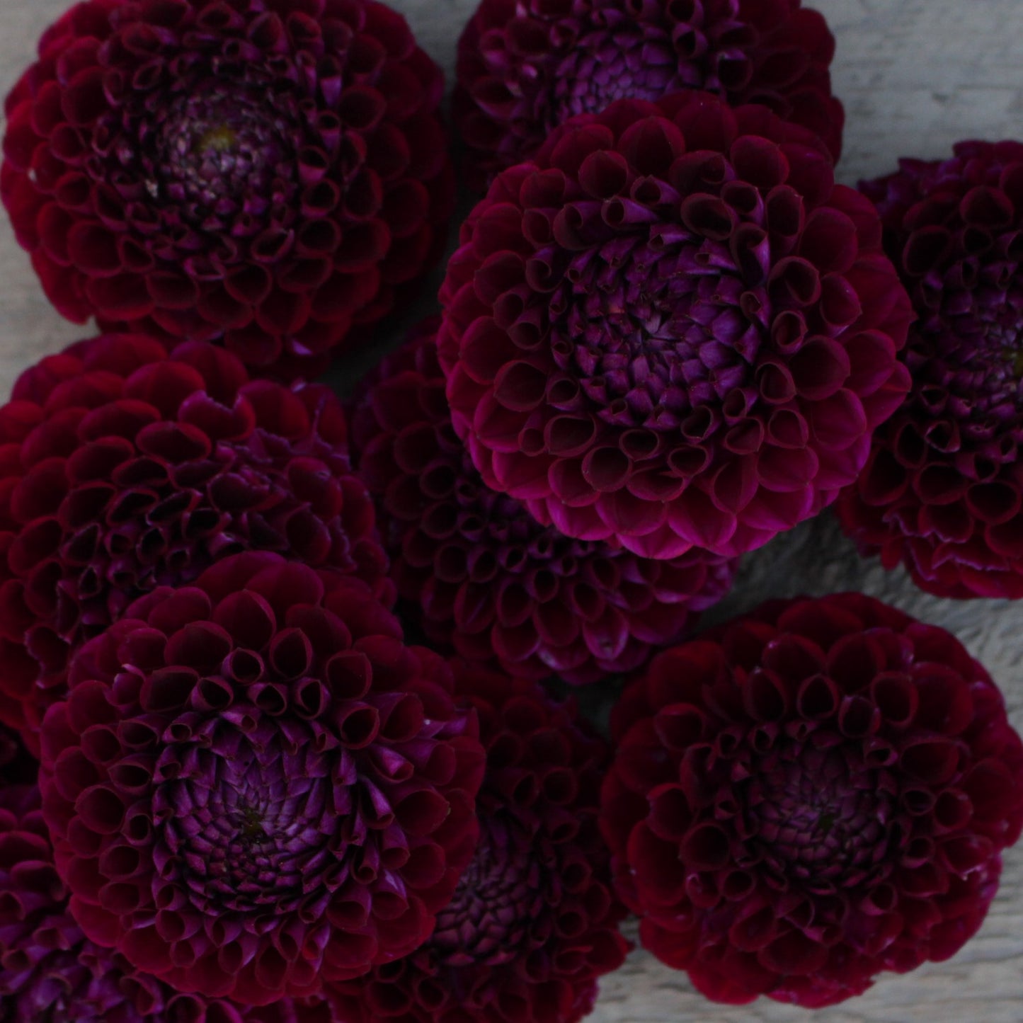 ivanetti, dahlia tubers, dahlias