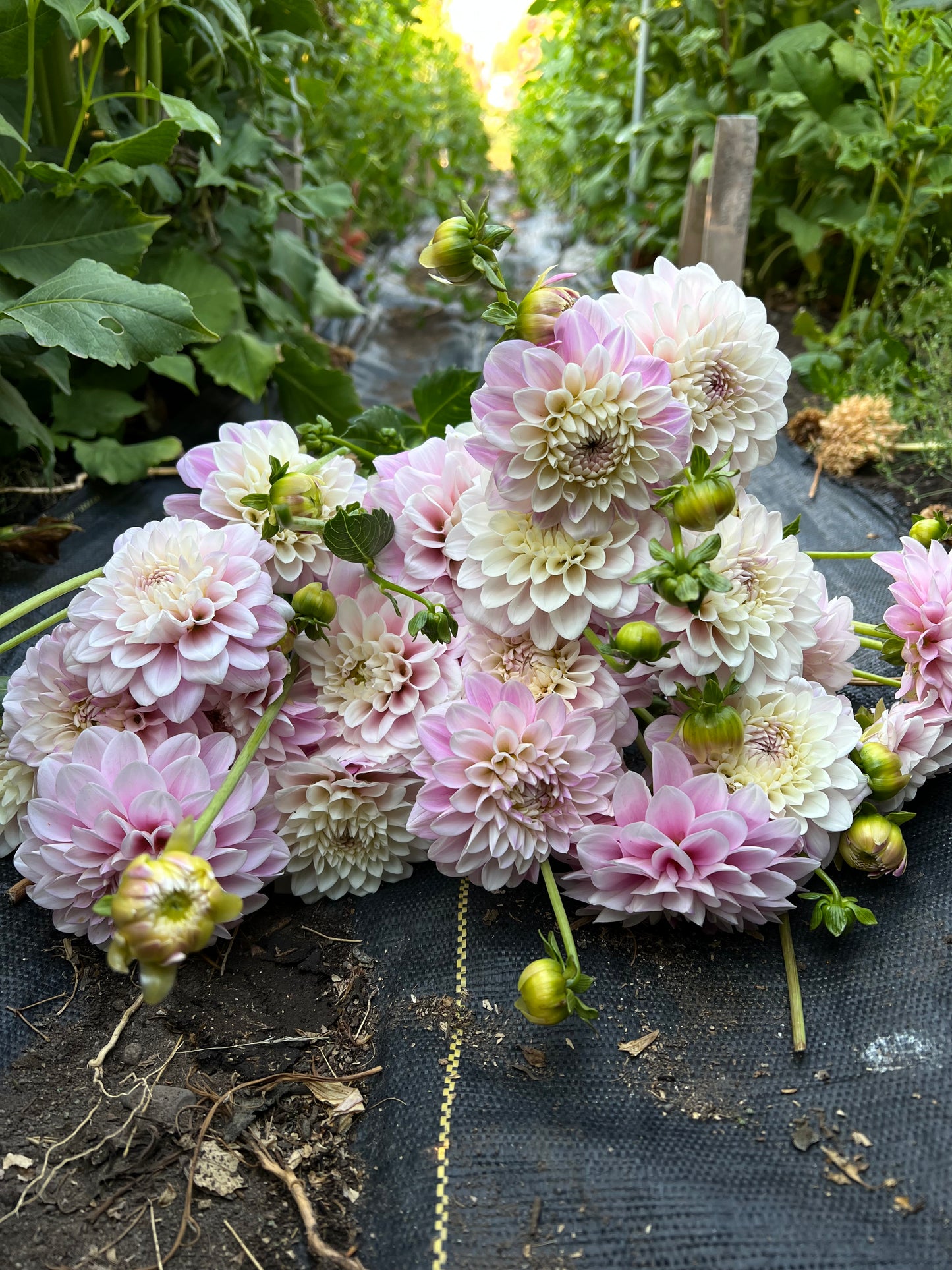 janicks symphony, dahlia, dahlia tubers