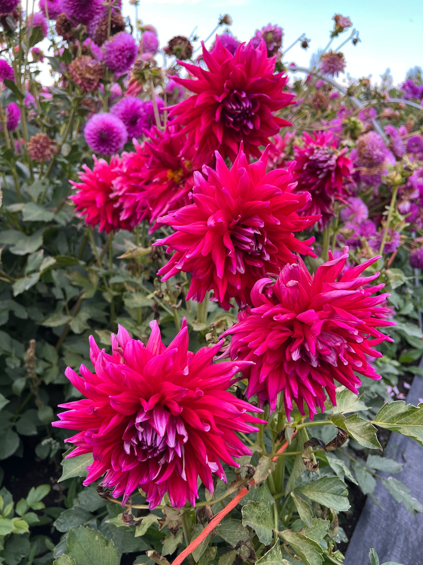 jeanne gervais, dahlias, dahlia tubers