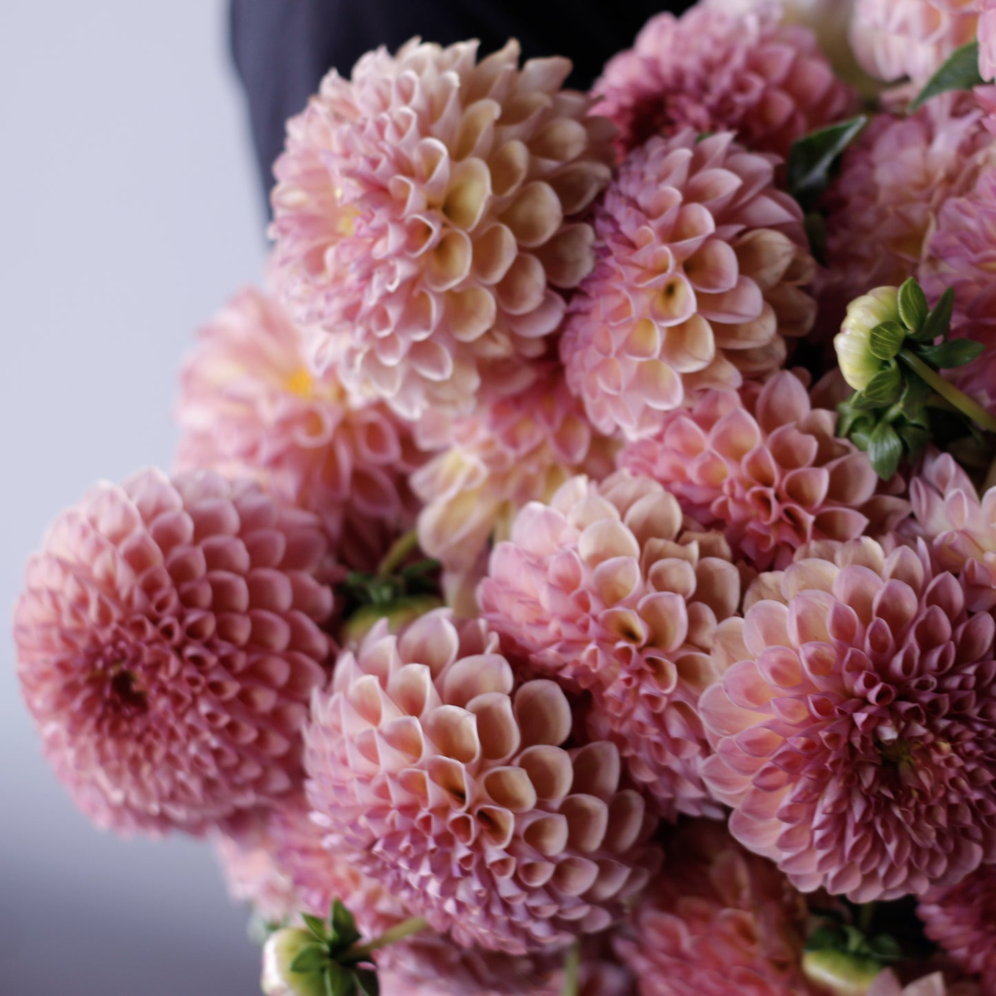 jowey winnie, dahlia, dahlia tubers