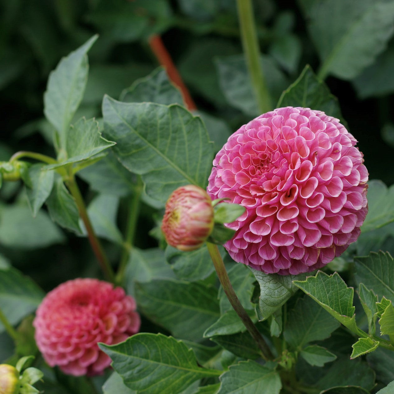 koko puff, dahlia, dahlia tubers